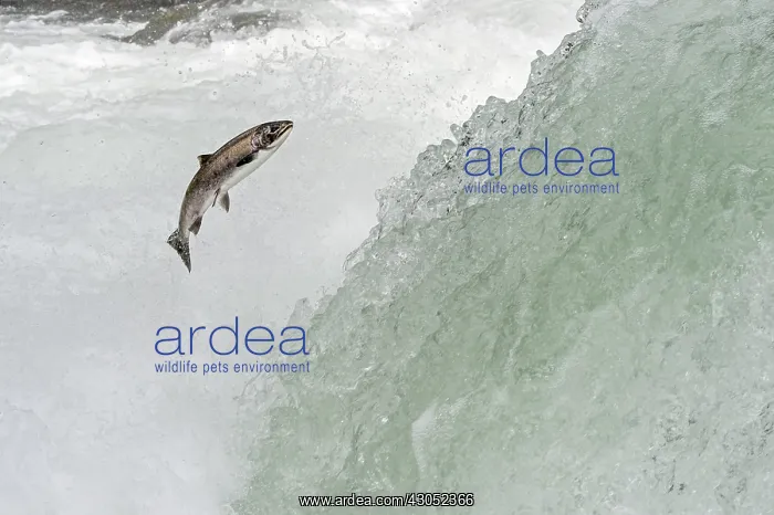 : Wild Summer Steelhead Salmon (Oncorhychus mykiss) : Wild Summer Steelhead Salmon (Oncorhychus mykiss)