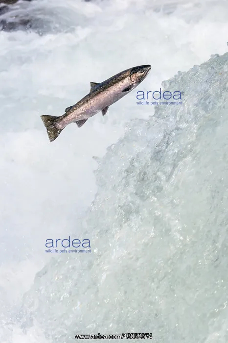 : Wild Summer Steelhead Salmon (Oncorhychus mykiss) : Wild Summer Steelhead Salmon (Oncorhychus mykiss)