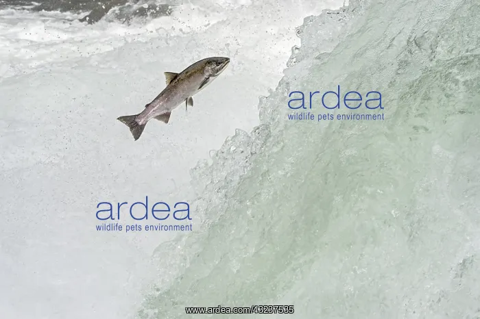 : Wild Summer Steelhead Salmon (Oncorhychus mykiss) : Wild Summer Steelhead Salmon (Oncorhychus mykiss)