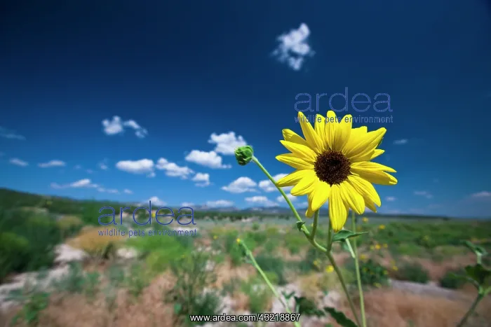 : A wild sunflower stands above the southwest : A wild sunflower stands above the southwest
