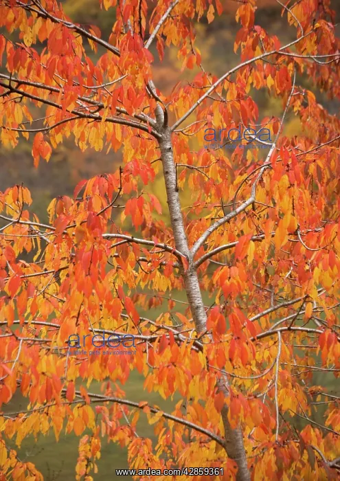 : Wild Sweet cherry / Gean with striking autumn colour : Wild Sweet cherry / Gean with striking autumn colour