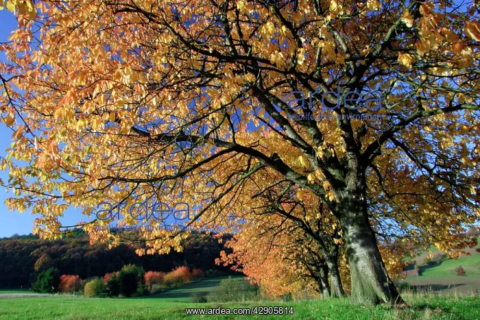  : Wild Sweet Cherry Trees  /  Gean - In autumn colour