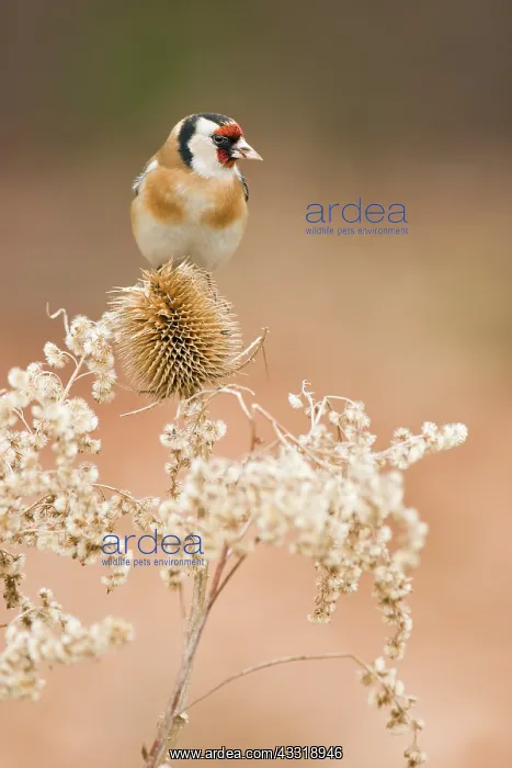 : Wild Teasel : Wild Teasel