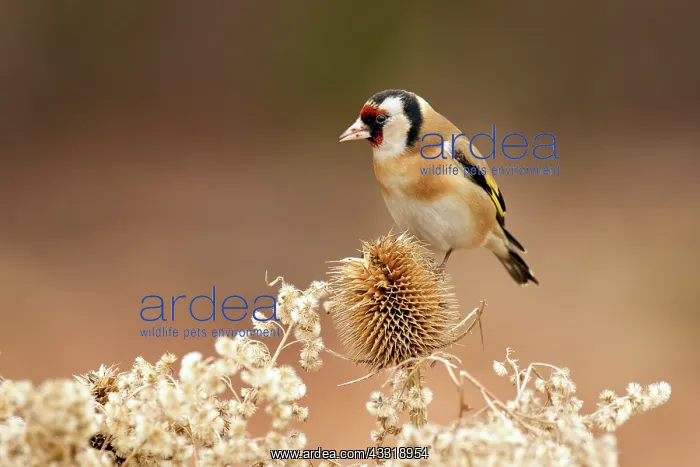 : Wild Teasel : Wild Teasel