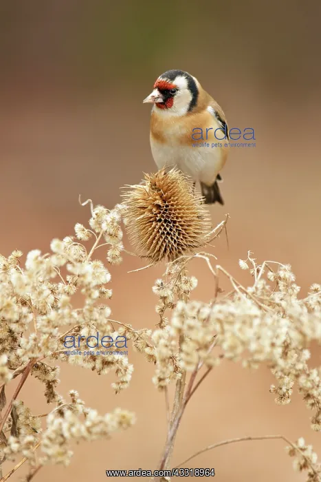 : Wild Teasel : Wild Teasel