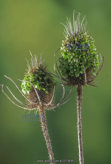 : Wild teasel, Dipsacus fullonum, with its seeds g : Wild teasel, Dipsacus fullonum, with its seeds g