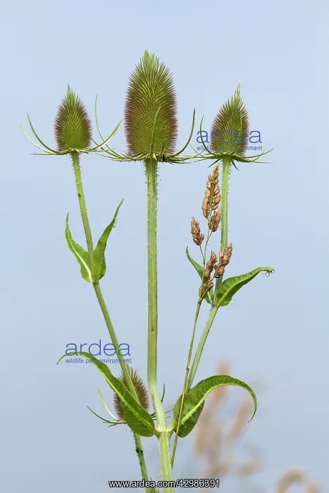 : Wild Teasel plant : Wild Teasel plant