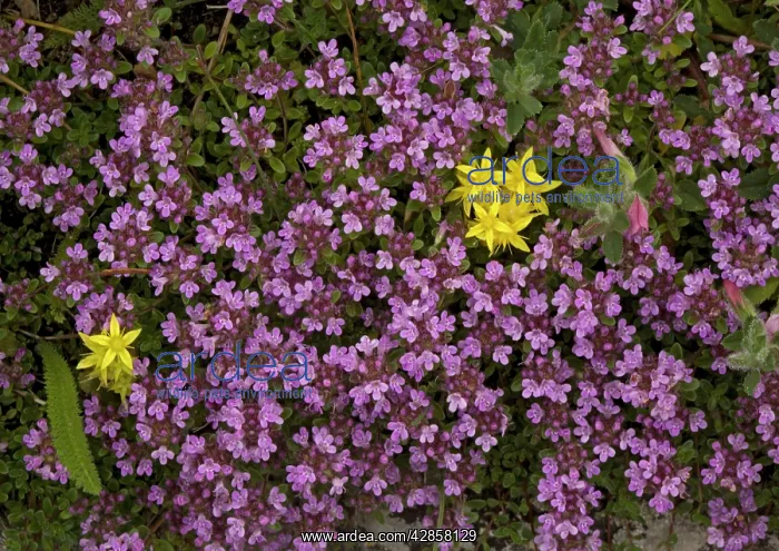 : Wild Thyme : Wild Thyme