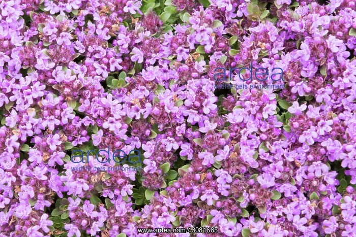 : Wild Thyme : Wild Thyme