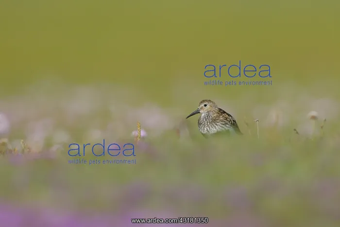 : Wild Thyme : Wild Thyme