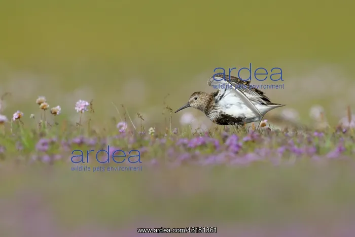 : Wild Thyme : Wild Thyme