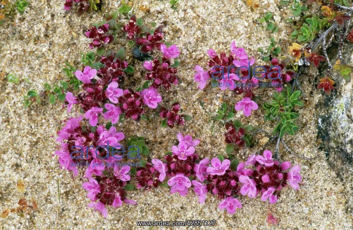 : Wild THYME on sand dunes : Wild THYME on sand dunes