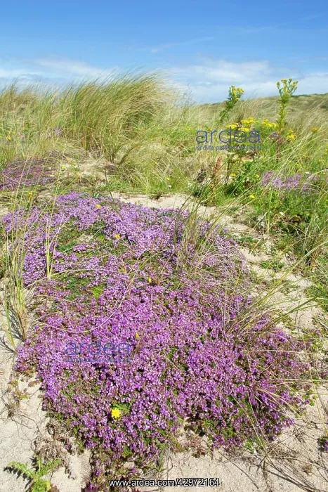 : Wild Thyme in sand dunes - in Summer : Wild Thyme in sand dunes - in Summer