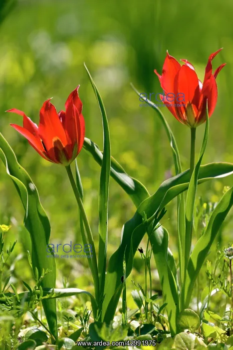 : Wild tulip - in cornfield : Wild tulip - in cornfield