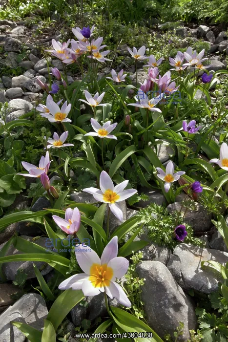 : Wild Tulips : Wild Tulips