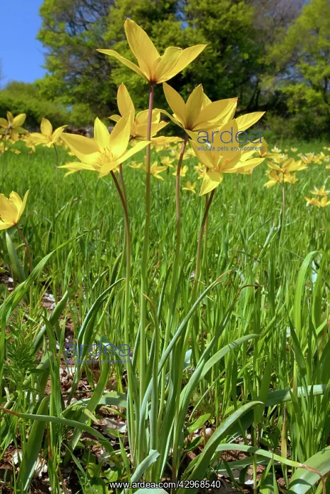 : Wild tulips - en masse in cornfield : Wild tulips - en masse in cornfield