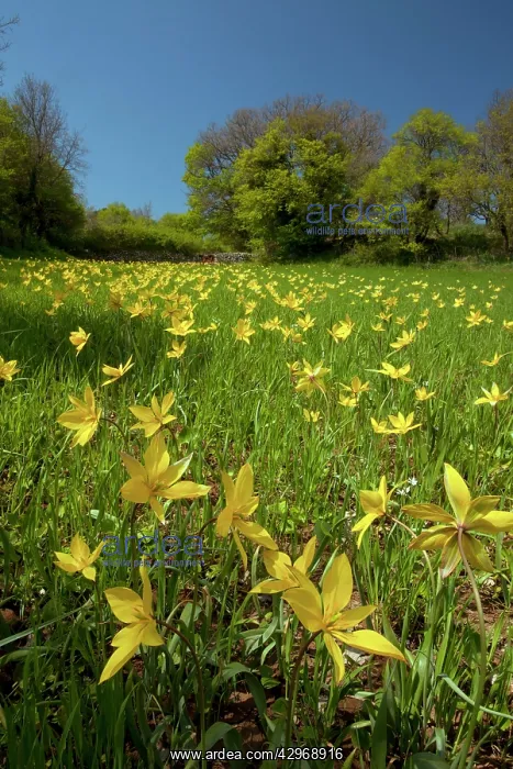 : Wild Tulips - en masse in cornfield : Wild Tulips - en masse in cornfield