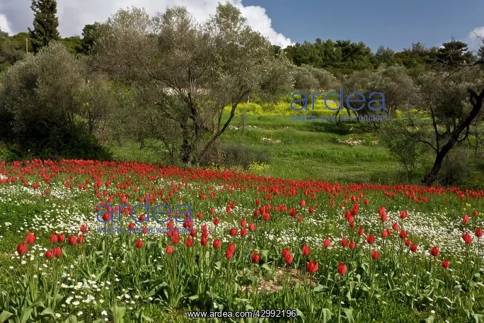 : Wild Tulips - and Mayweed : Wild Tulips - and Mayweed