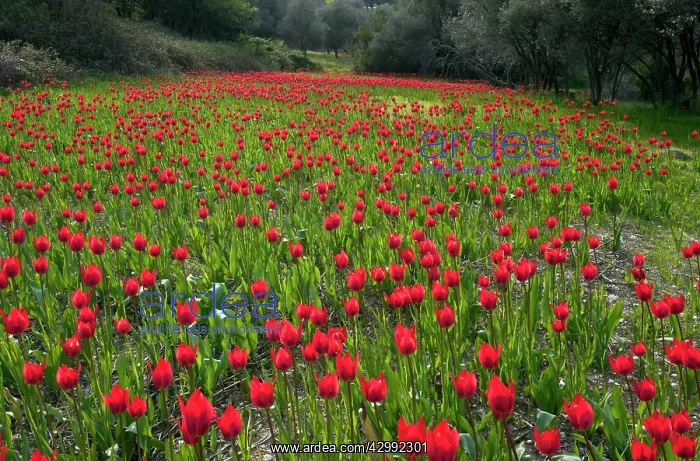 : Wild Tulips - in ploughed field among olive groves : Wild Tulips - in ploughed field among olive groves