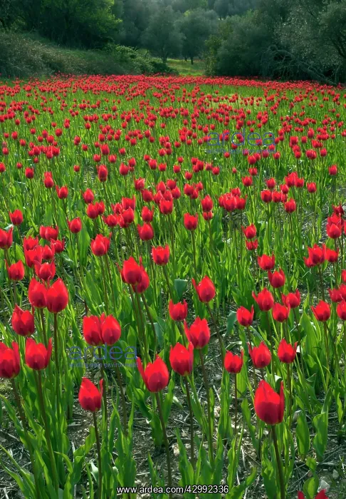 : Wild Tulips - in ploughed field among olive groves : Wild Tulips - in ploughed field among olive groves