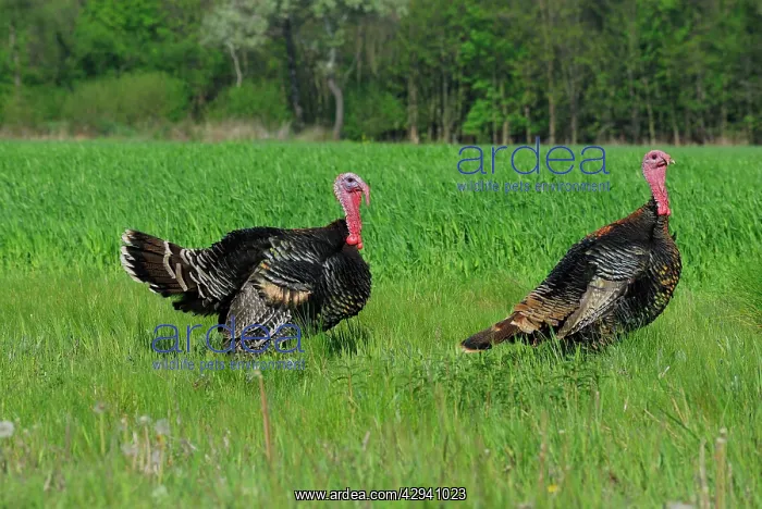 : Wild Turkey : Wild Turkey
