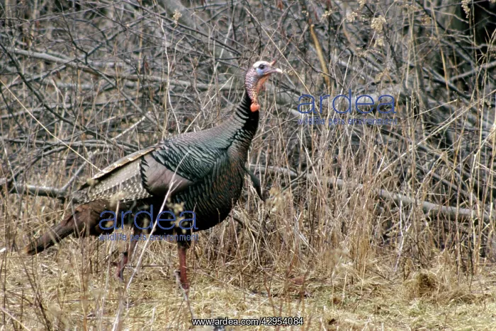  : Wild Turkey