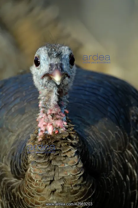 : Wild Turkey : Wild Turkey