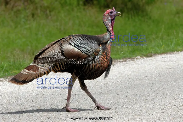 : Wild Turkey : Wild Turkey
