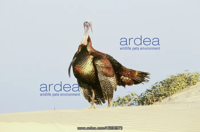 : Wild Turkey : Wild Turkey