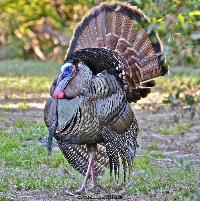 : Wild Turkey : Wild Turkey