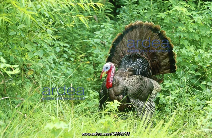 : Wild Turkey : Wild Turkey