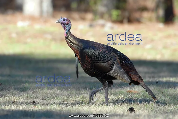 : Wild Turkey : Wild Turkey