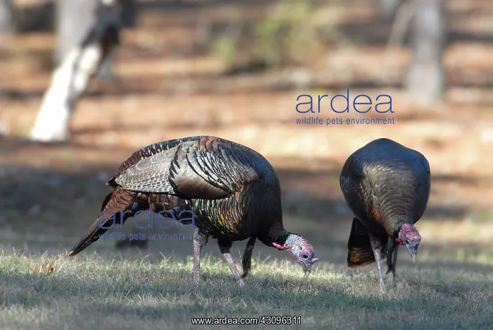 : Wild Turkey : Wild Turkey