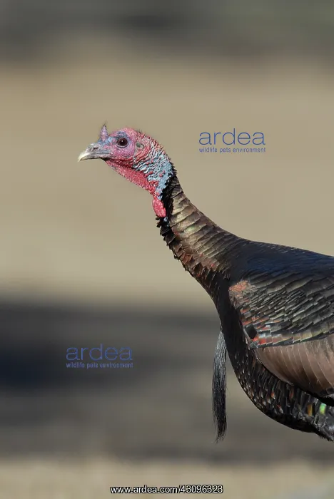 : Wild Turkey : Wild Turkey