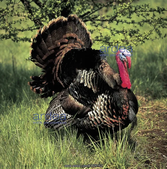 : Wild Turkey : Wild Turkey