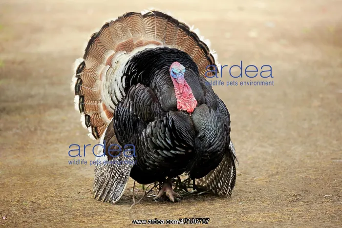 : Wild Turkey, adult male courting, Parndana, Kangaroo : Wild Turkey, adult male courting, Parndana, Kangaroo