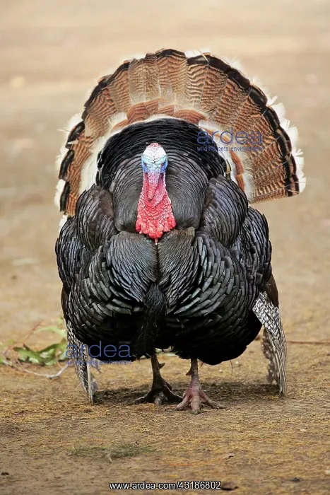 : Wild Turkey, adult male courting, Parndana, Kangaroo : Wild Turkey, adult male courting, Parndana, Kangaroo
