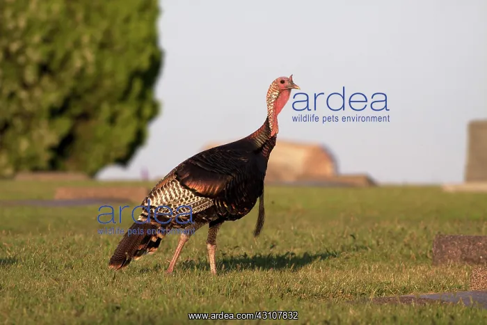 : Wild Turkey in a cemetery : Wild Turkey in a cemetery