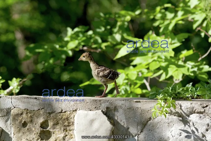 : Wild Turkey chick : Wild Turkey chick