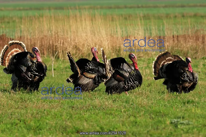 : Wild Turkey displaying : Wild Turkey displaying