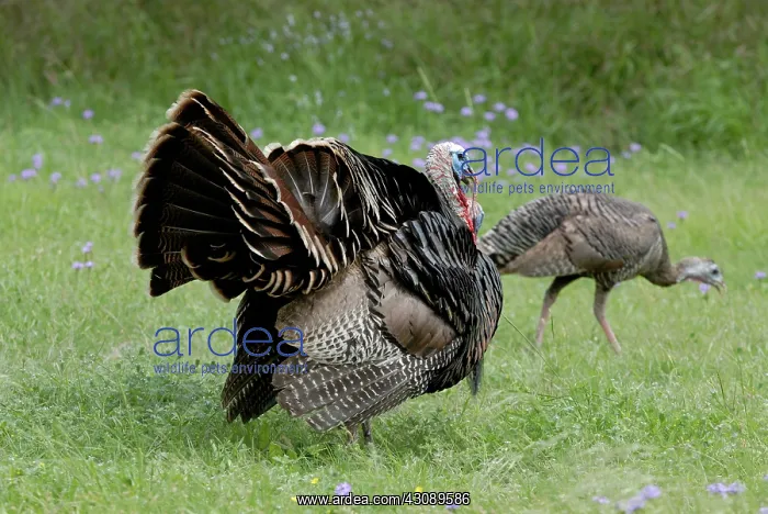 : Wild Turkey Displaying : Wild Turkey Displaying