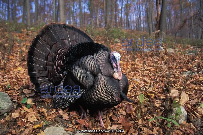 : Wild Turkey Displaying : Wild Turkey Displaying