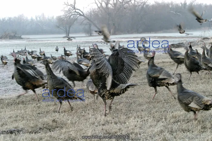 : Wild Turkey Flock : Wild Turkey Flock