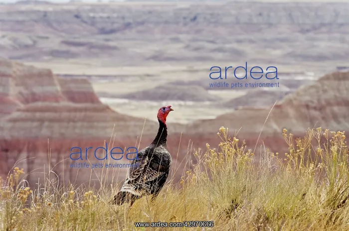: Wild Turkey - gobbler : Wild Turkey - gobbler