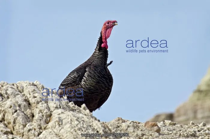 : Wild Turkey - gobbler : Wild Turkey - gobbler