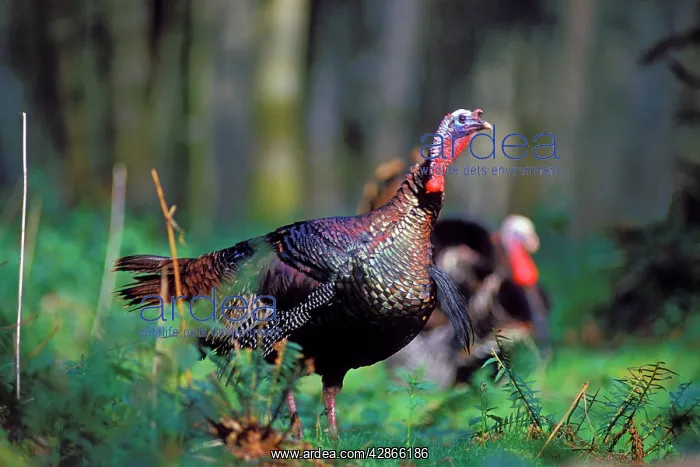 : Wild Turkey gobbler in spring : Wild Turkey gobbler in spring