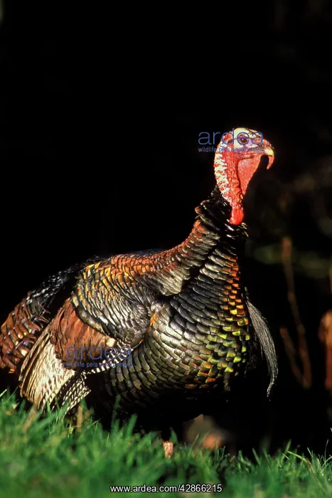 : Wild Turkey gobbler in spring : Wild Turkey gobbler in spring
