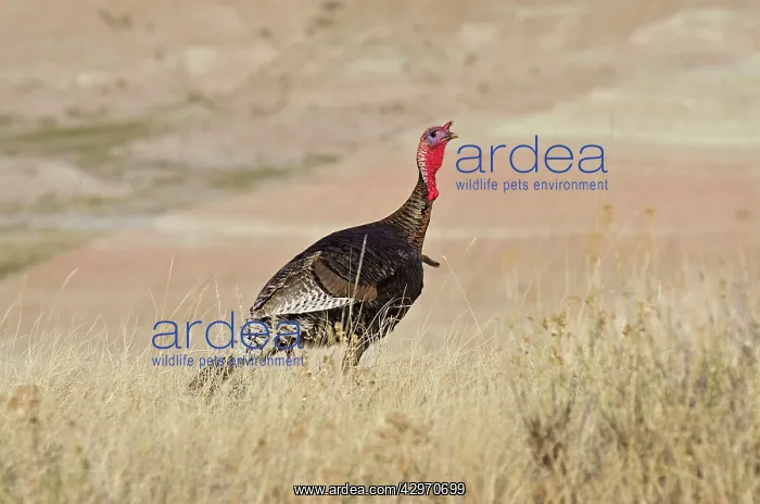 : Wild Turkey - gobbler - Spring : Wild Turkey - gobbler - Spring