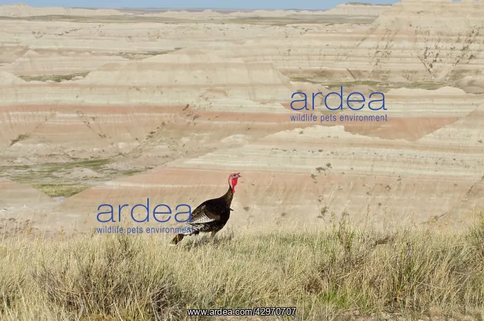 : Wild Turkey - gobbler - spring : Wild Turkey - gobbler - spring