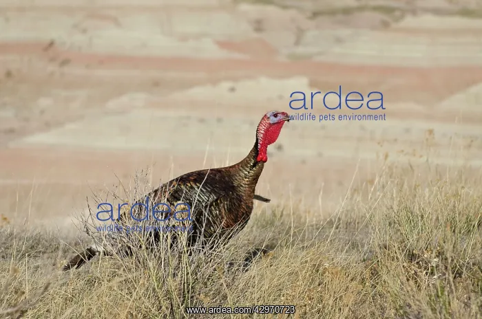 : Wild Turkey - gobbler - spring : Wild Turkey - gobbler - spring